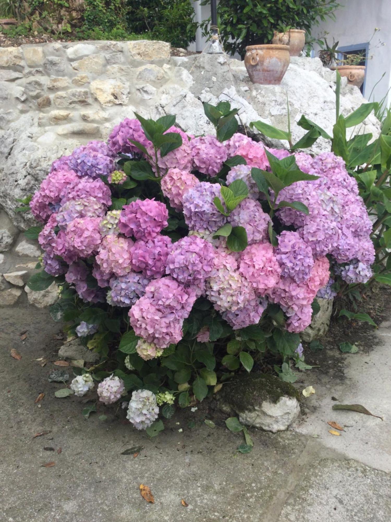 Casa Jardin Rocablanca Llanes Villa Celorio  Dış mekan fotoğraf